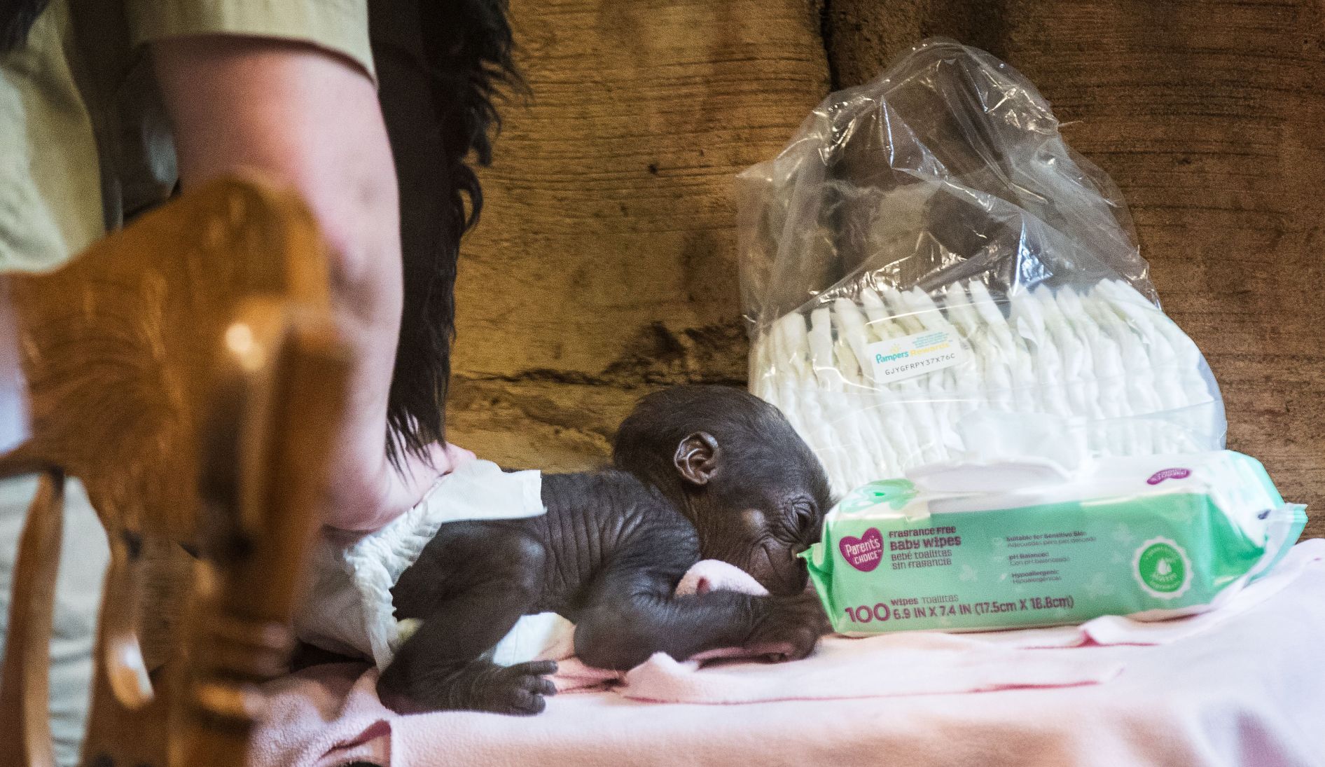 Baby gorilla debuts at Henry Doorly Zoo